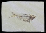 Bargain, Diplomystus Fossil Fish - Wyoming #58615-1